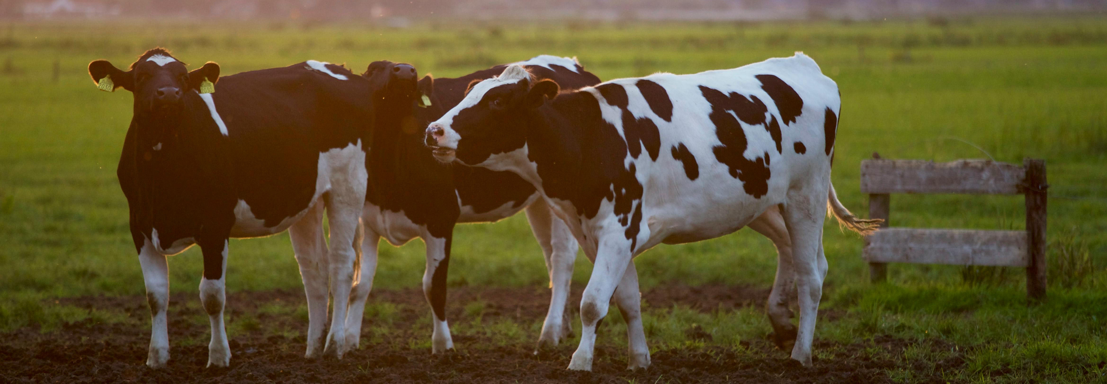 Photo by Matthias Zomer: https://www.pexels.com/photo/three-black-and-white-cows-422218/